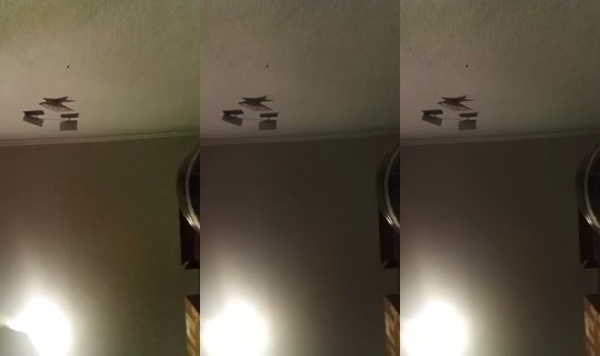 1224759386409410561 LiveMe Live — Sep 29, 2026, 4:18 PM