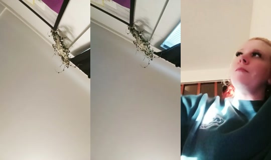 1802555599018921985 LiveMe Live — Sep 10, 2026, 11:00 AM